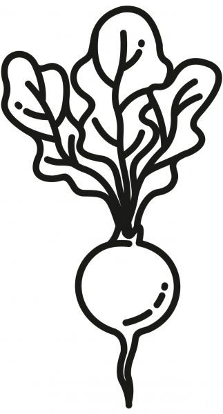 Radish coloring page image