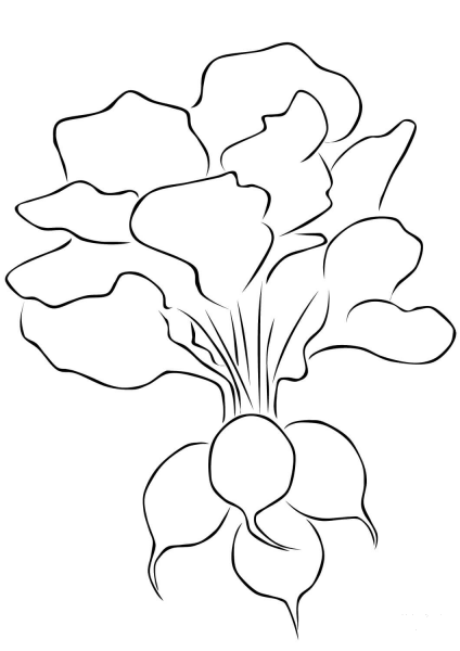 Radish coloring page image