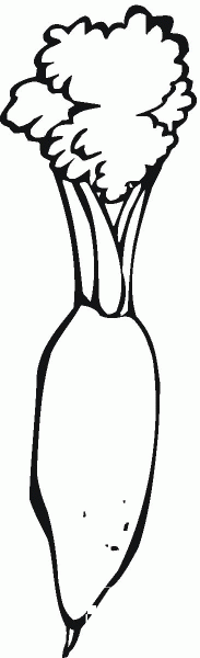 Radish coloring page image