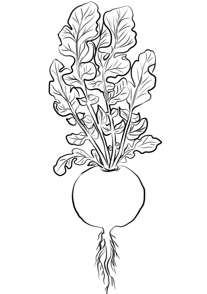 Radish coloring page image