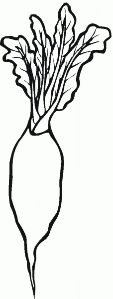 Radish coloring page image