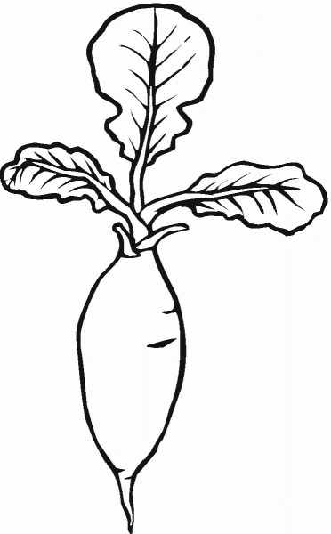 Radish coloring page image