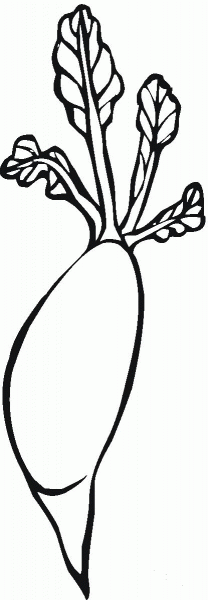 Radish coloring page image