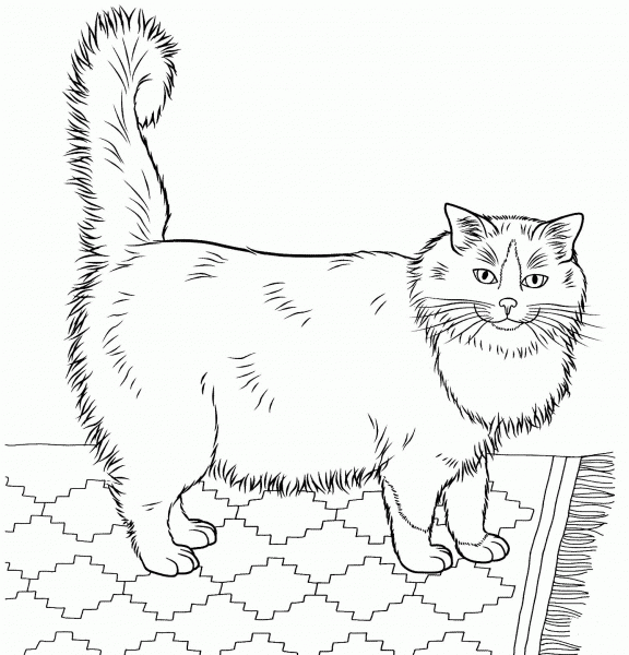Ragdoll  coloring page image