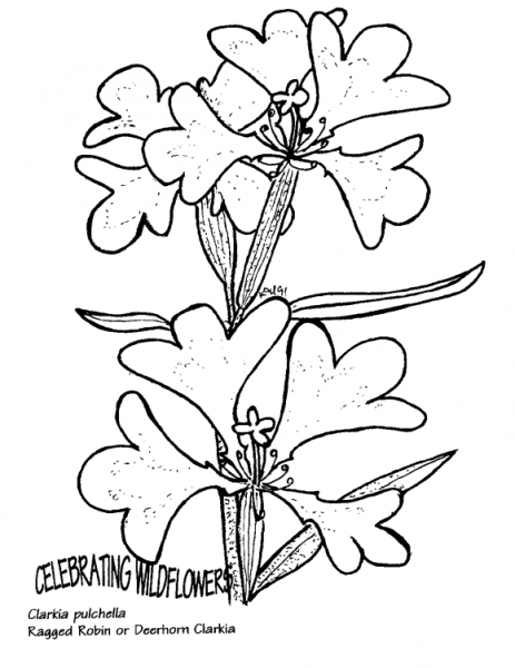 Ragged Robin or Deerhorn Clarkia coloring page image
