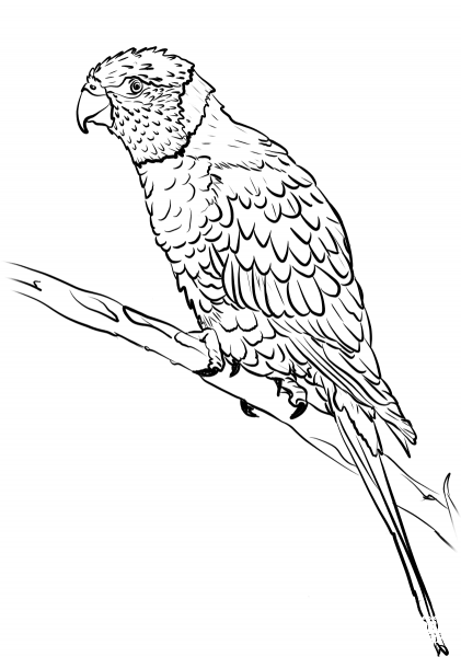 Rainbow Lorikeet coloring page image