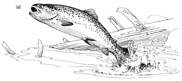 Rainbow trout jumping out of water coloring page image