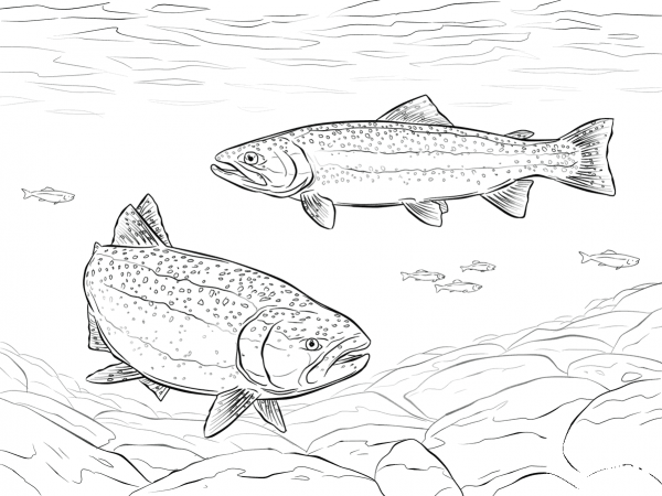 Rainbow Trouts coloring page image