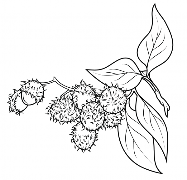 Rambutan Branch coloring page image