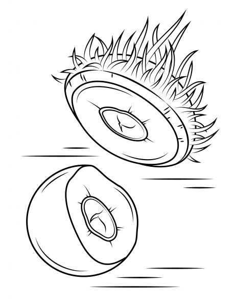 Rambutan coloring page image