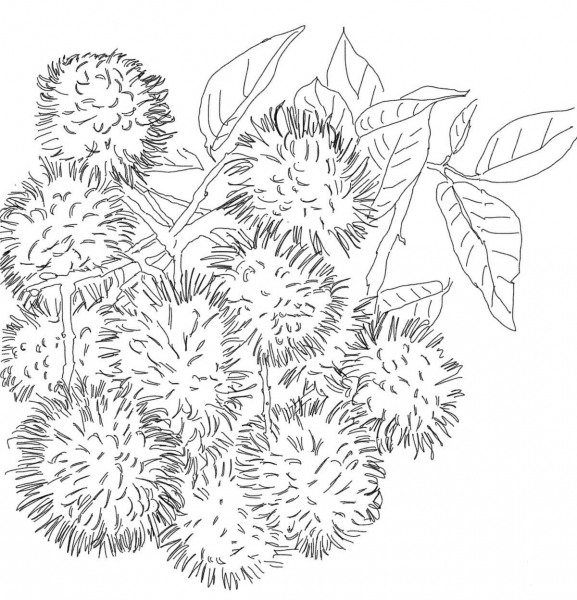 Rambutans on Tree coloring page image