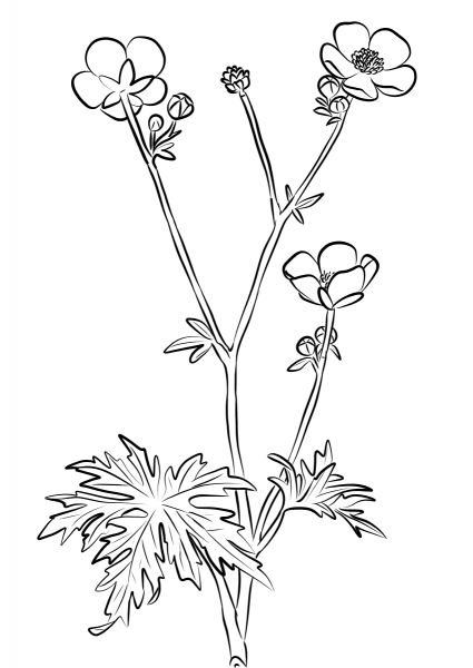 Ranunculus Acris coloring page image