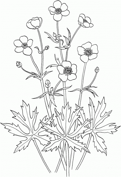 Ranunculus Acris or Tall Buttercup coloring page image