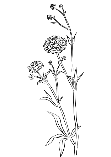 Ranunculus coloring page image