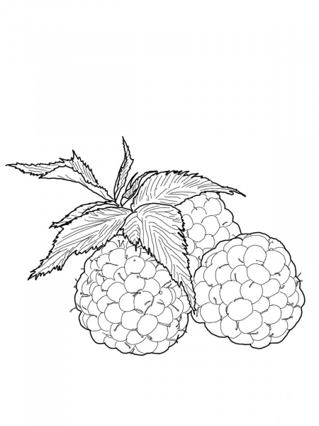 Raspberries coloring page image