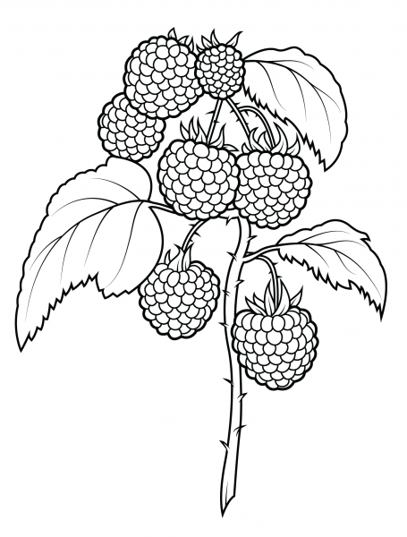 Raspberries coloring page image