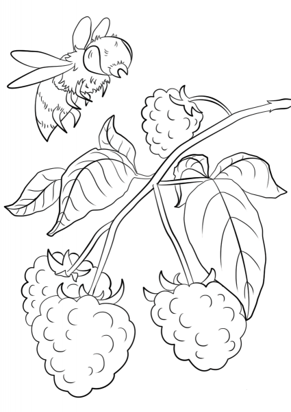 Raspberry Branch coloring page image