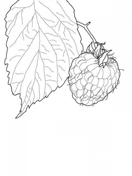 Raspberry coloring page image