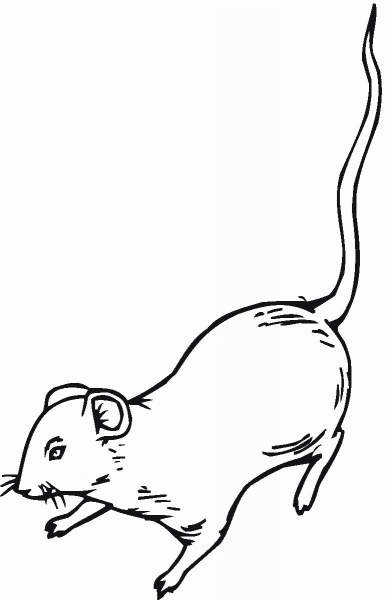 Rat 10 coloring page image