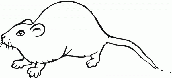 Rat 12 coloring page image