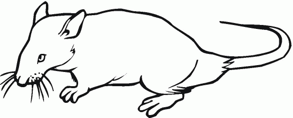 Rat 14 coloring page image
