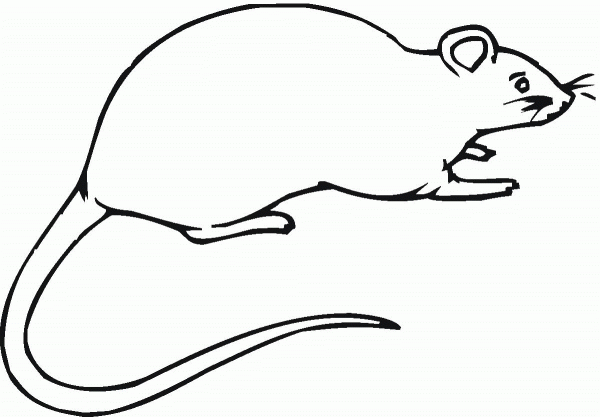 Rat 16 coloring page image