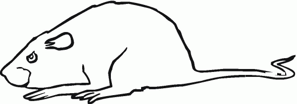 Rat 23 coloring page image