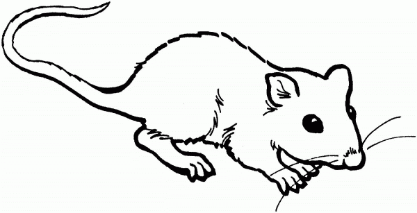 Rat 4 coloring page image