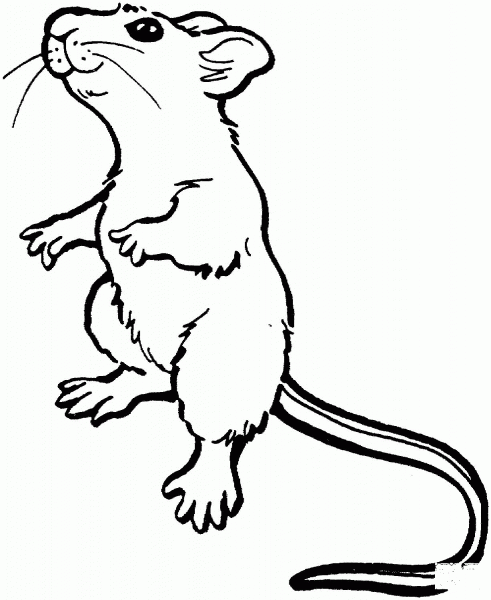 Rat 7 coloring page image