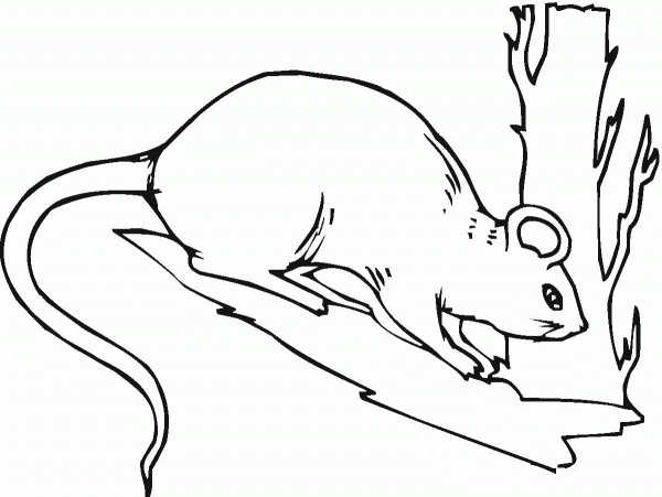Rat At Tree coloring page image