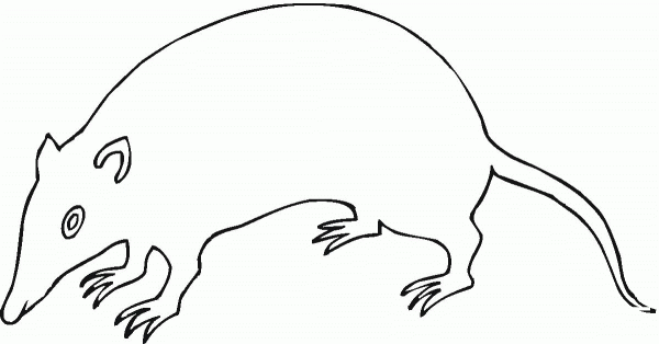 Rat coloring page image