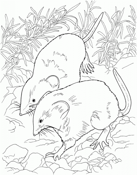 Rat In The Forest coloring page image