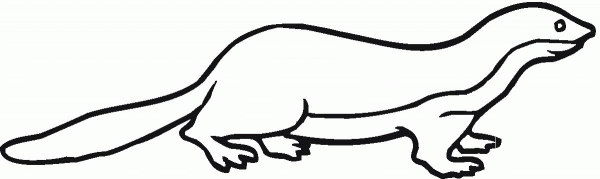 Ratel Honey Badger coloring page image
