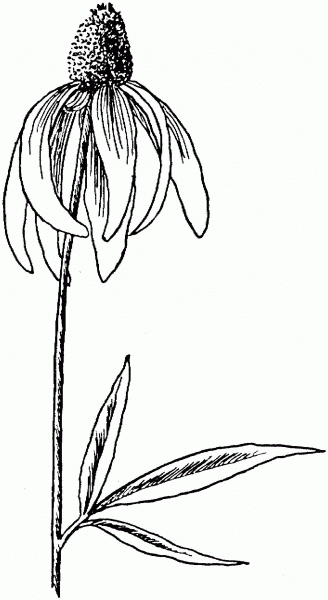 Ratibida Pinnata Pinnate Prairie Coneflower coloring page image