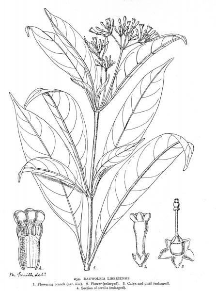 Rauwolfia Liberiensis coloring page image