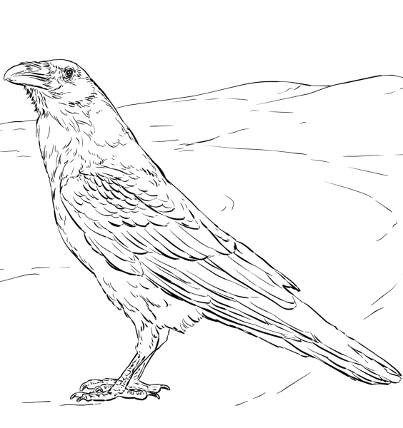 Raven coloring page image