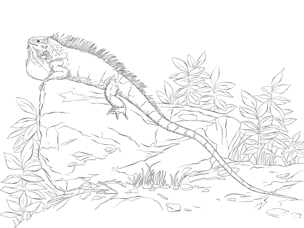 Realisitc Green Iguana coloring page image