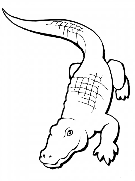 Realistic Alligator coloring page image