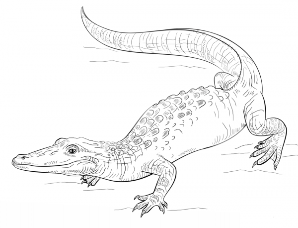 Realistic alligator  coloring page image