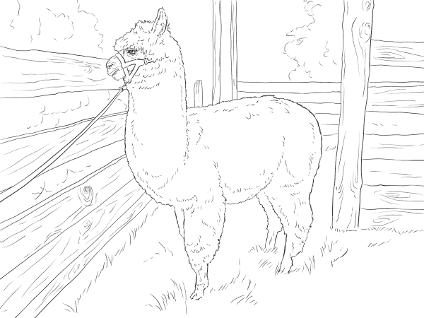 Realistic Alpaca coloring page image