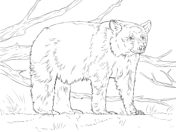 Realistic American Black Bear coloring page image