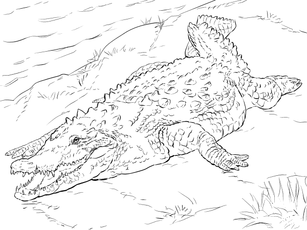 Realistic American Crocodile coloring page image