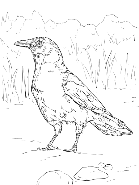 Realistic American Crow coloring page image