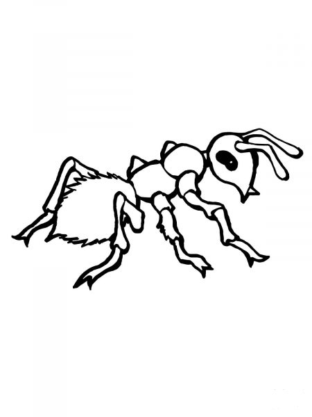 Realistic Ant coloring page image