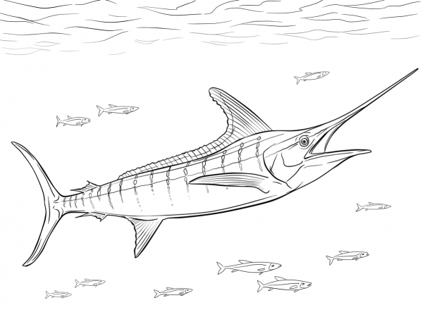 Realistic Atlantic Blue Marlin coloring page image
