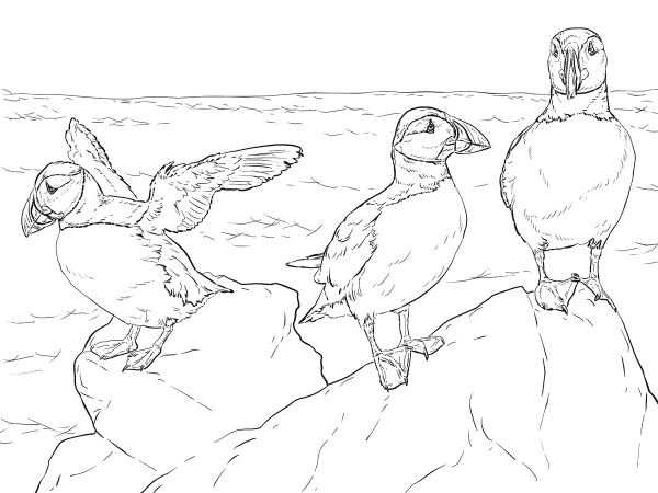 Realistic Atlantic Puffins coloring page image