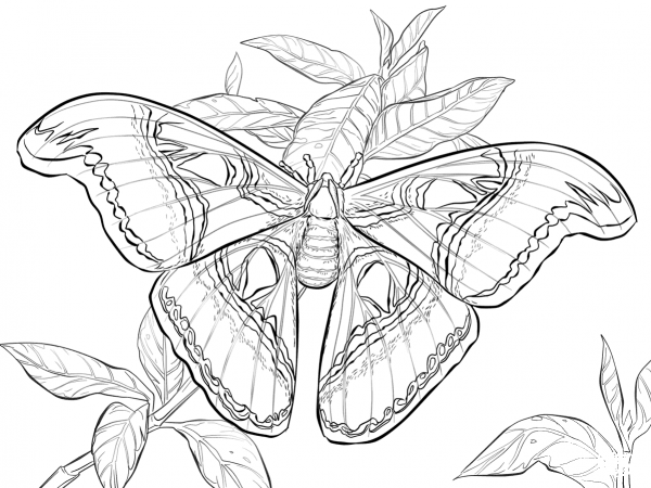 Realistic Atlas Moth coloring page image