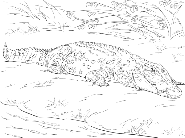 Realistic Australian Saltwater Crocodile coloring page image