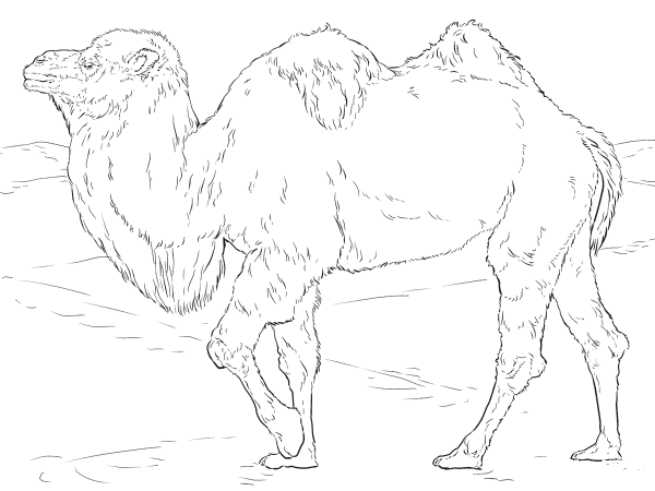 Realistic Bactrian Camel coloring page image