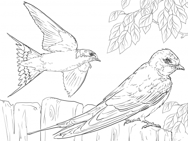 Realistic Barn Swallows coloring page image